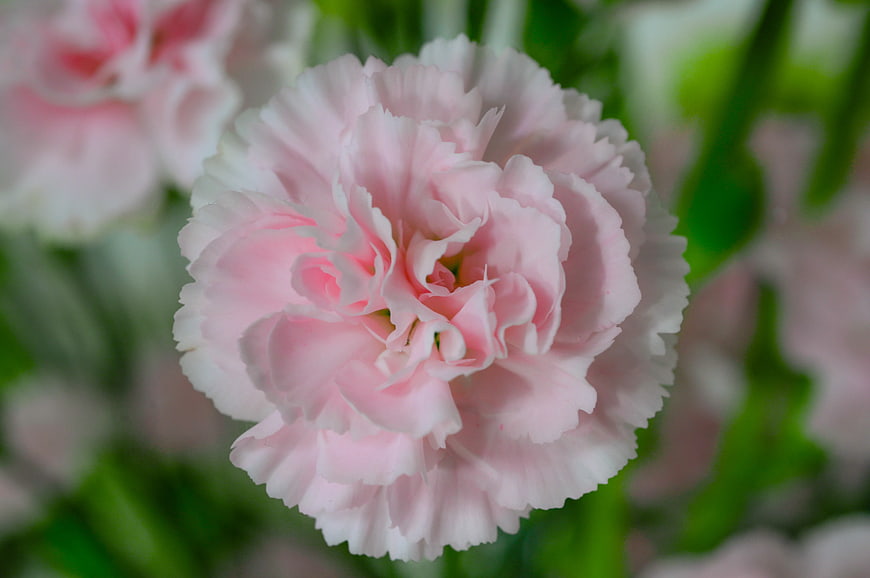Close-up of a delicate pink carnation flower