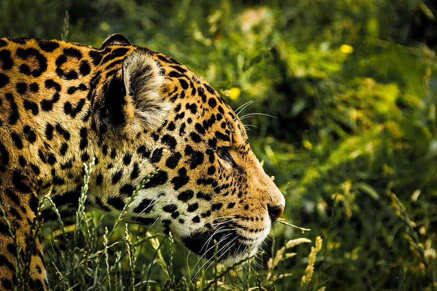 Close-up profile of a leopard in tall green grass