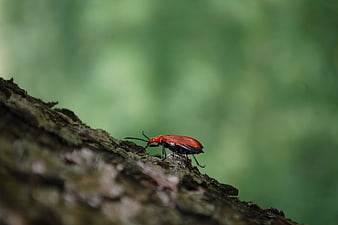 Red Beetle on Tree Bark with Green Background
