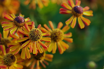 Close-up of vibrant yellow and red coneflowers in a garden