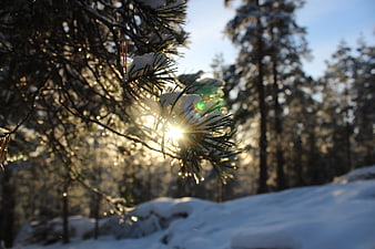 Sunlight shining through snowy pine branches in winter forest
