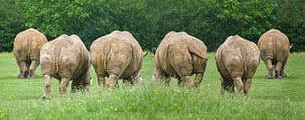 Six Rhinoceroses Grazing In A Green Pasture