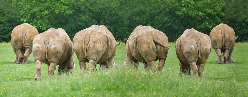 Six Rhinoceroses Grazing In A Green Pasture