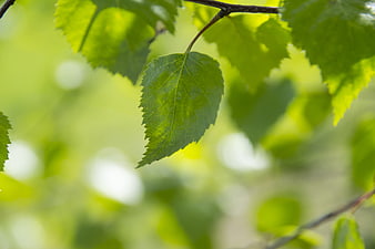 Close-up of a single green leaf with soft bokeh background