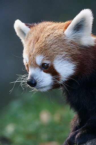 Close-up portrait of a red panda with detailed fur texture