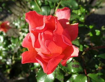 Close-up of vibrant red rose with dew drops in garden