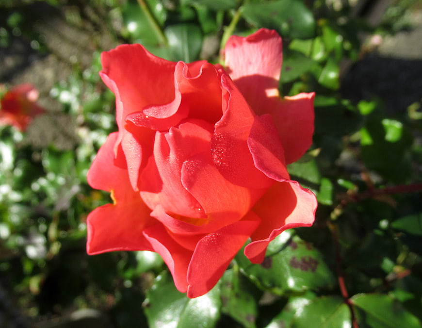 Close-up of vibrant red rose with dew drops in garden