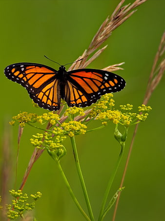 Monarch Butterfly on Yellow Wildflowers in Green Field