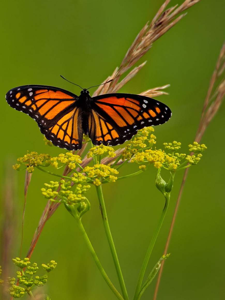 Monarch Butterfly on Yellow Wildflowers in Green Field