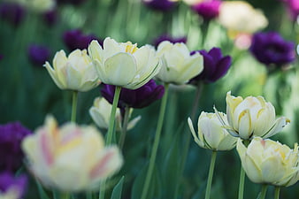 Yellow and purple tulips blooming in a spring garden