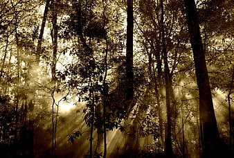 Golden Sunbeams Piercing Through Misty Forest Canopy