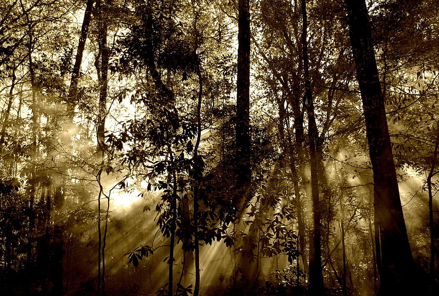 Golden Sunbeams Piercing Through Misty Forest Canopy