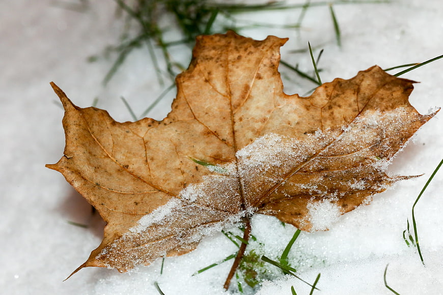 Dried brown maple leaf covered in snow on grass