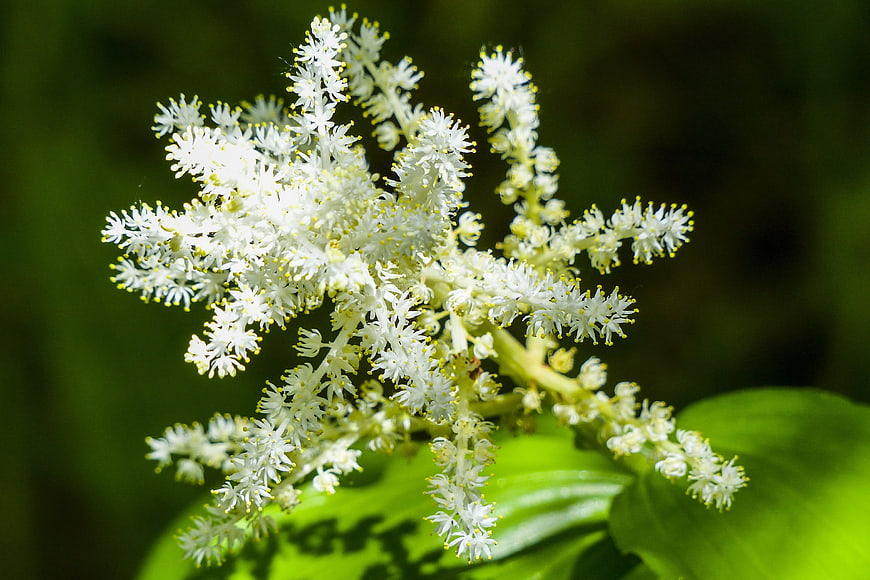 Close-up of white wildflower cluster on green leaf