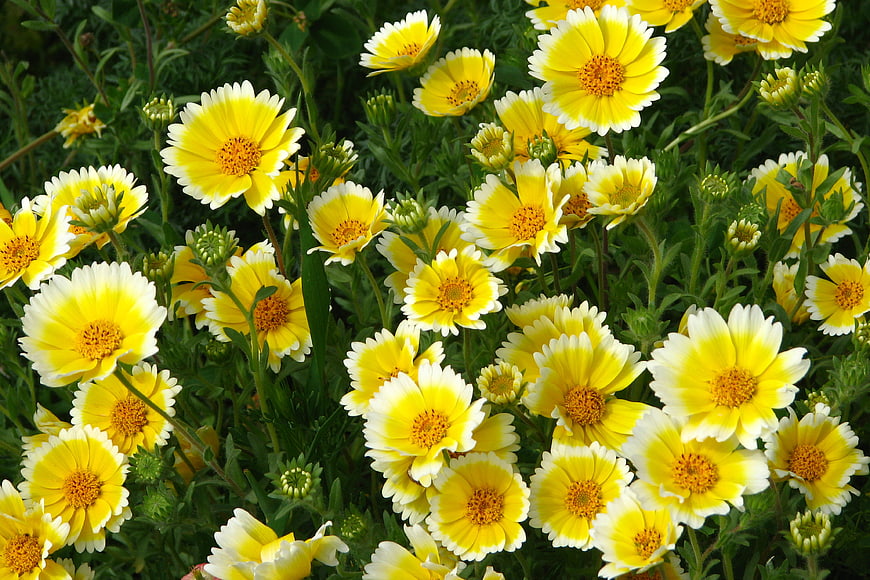Vibrant yellow and white Tidy Tips wildflowers in a garden