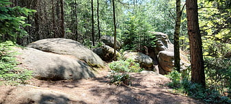 Sunlit forest path winding through large granite boulders