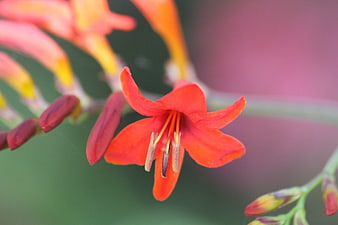 Close-up of vibrant orange flower with blurred background