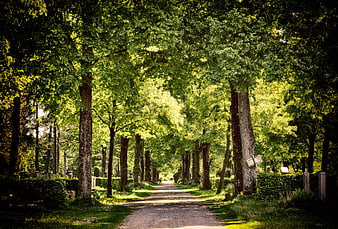 Sunlit Forest Path In A Peaceful Green Cemetery