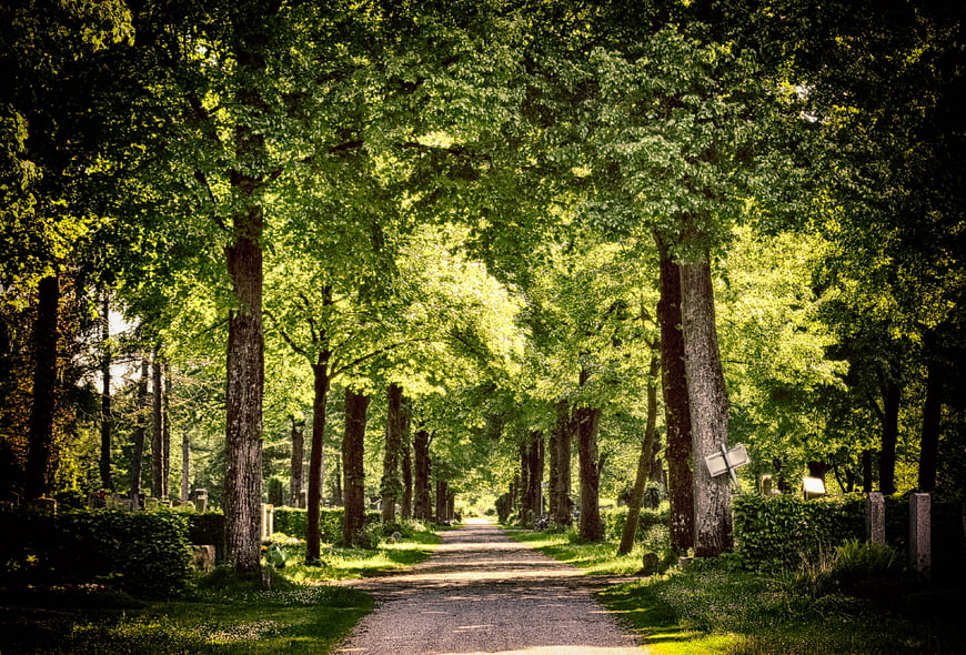 Sunlit Forest Path In A Peaceful Green Cemetery