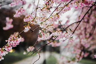 Close-up of pink cherry blossom branches in spring