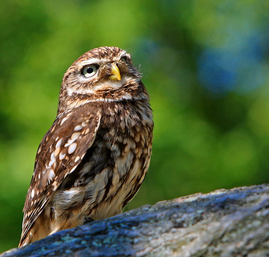 Close-up of a Burrowing Owl on a Log