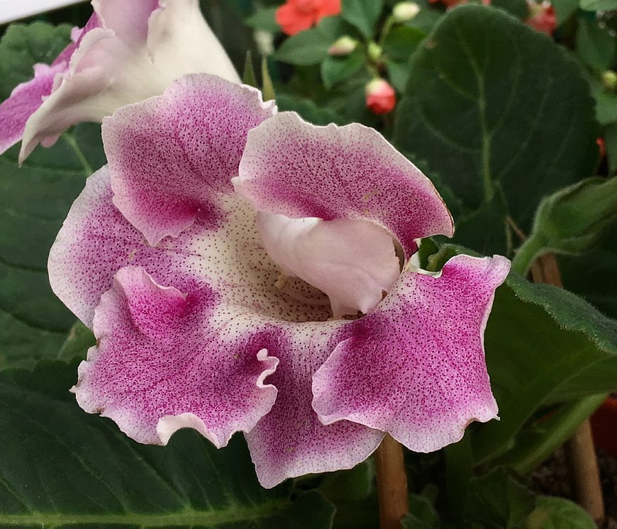 Close-up of Pink and White Speckled Gloxinia Flower