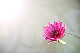 Pink Water Lily Floating on Calm Pond Water