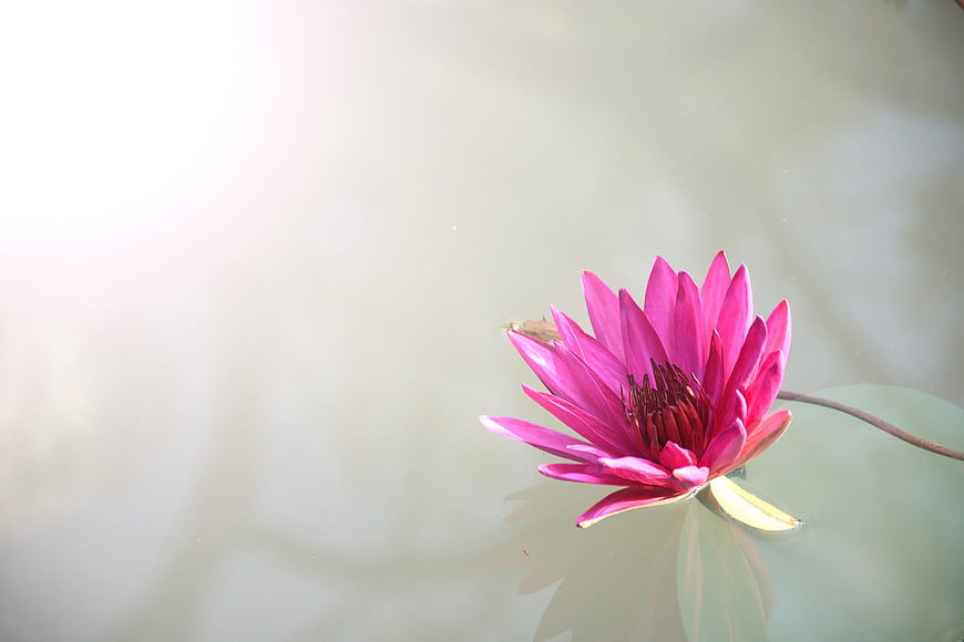 Pink Water Lily Floating on Calm Pond Water