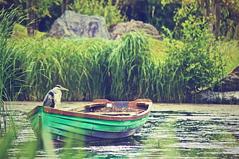 Grey Heron Perched on Green Wooden Boat in Lake
