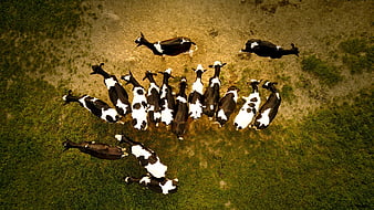 Aerial view of black and white cows grazing in a green field