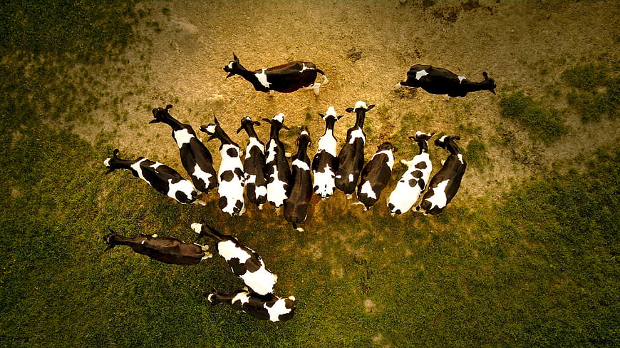 Aerial view of black and white cows grazing in a green field