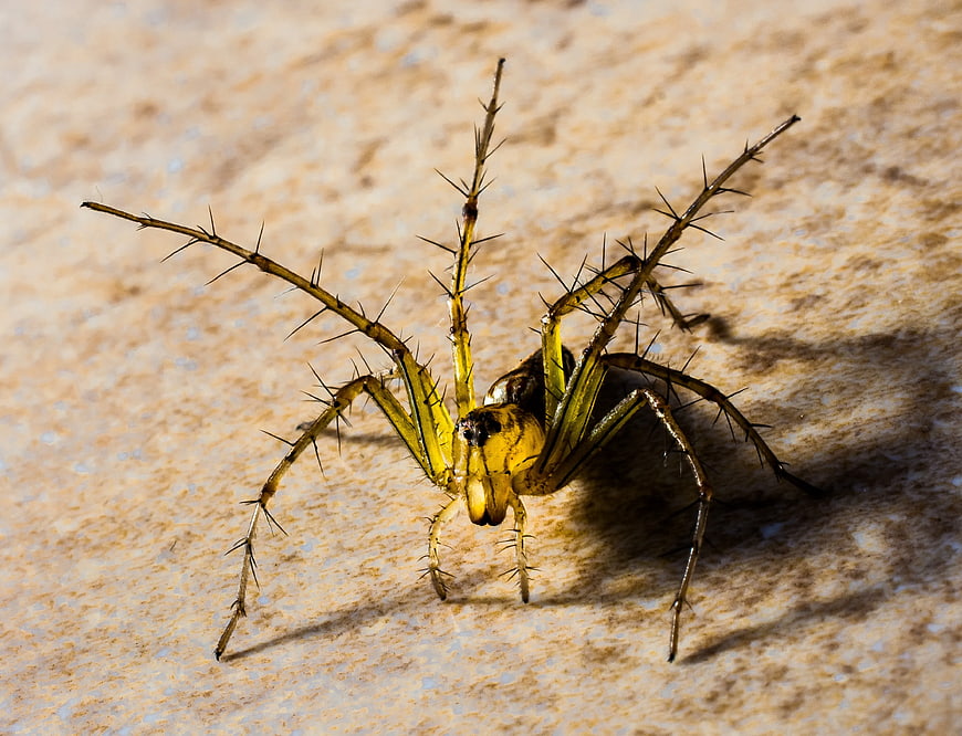 Close-up of a yellow and black spiny spider on stone