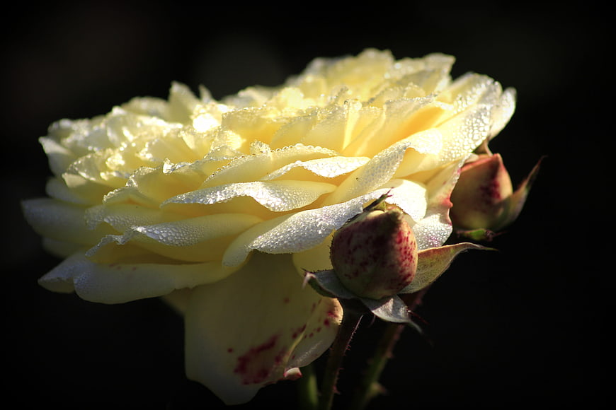 Close-up of yellow rose with dew drops on dark background