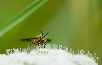 Macro Close-up of Hoverfly on White Flower