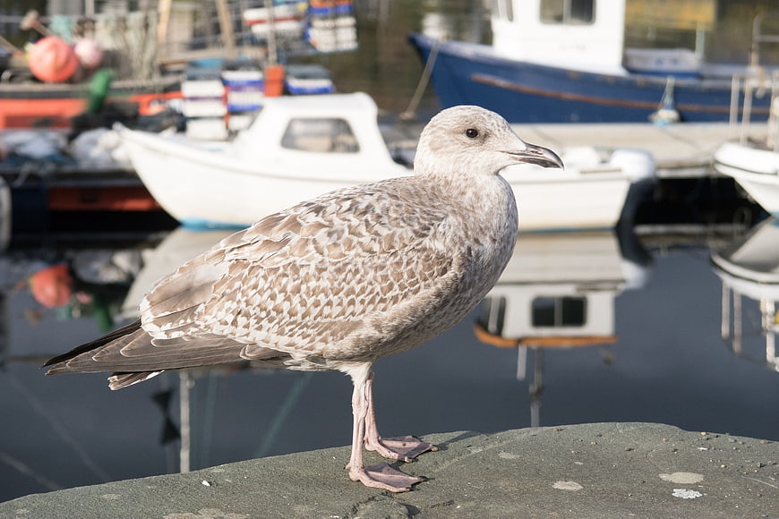 Young Seagull Standing on Harbor Dock