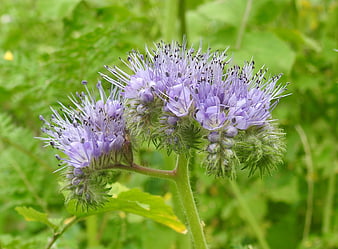 Close-up of purple phacelia flowers with green background