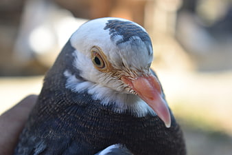 Close-up portrait of a pigeon with white head and dark feathers