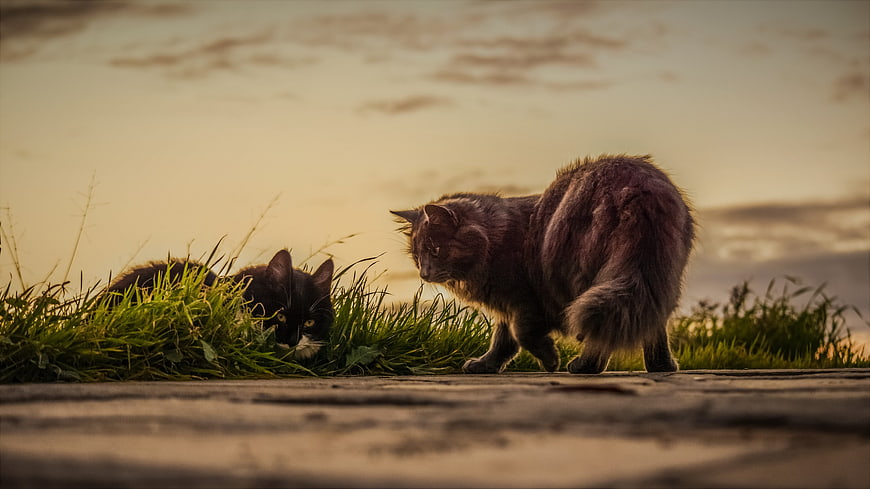 Two Stray Cats in Grass at Sunset