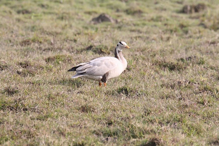 Bar-headed Goose Standing in Grassy Field