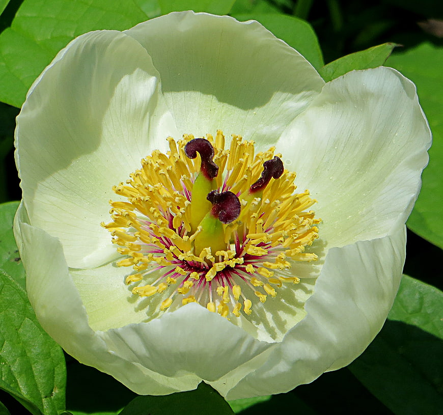 Close-up of a white peony flower with yellow stamens