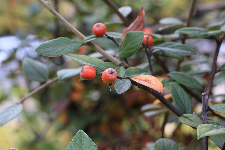 Close-up of red berries on a branch with autumn leaves