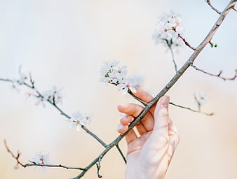 Hand holding white cherry blossom branch against soft background