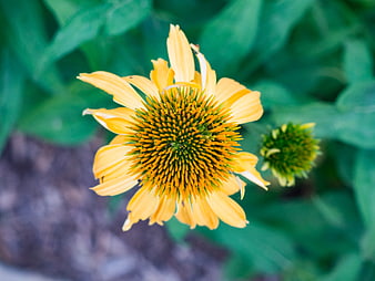Close-up of Yellow Coneflower with Green Background