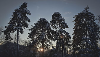 Snow-covered pine trees silhouetted against a winter sunset