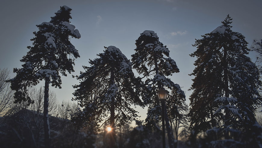 Snow-covered pine trees silhouetted against a winter sunset