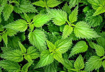 Vibrant Green Nettle Leaves Close Up