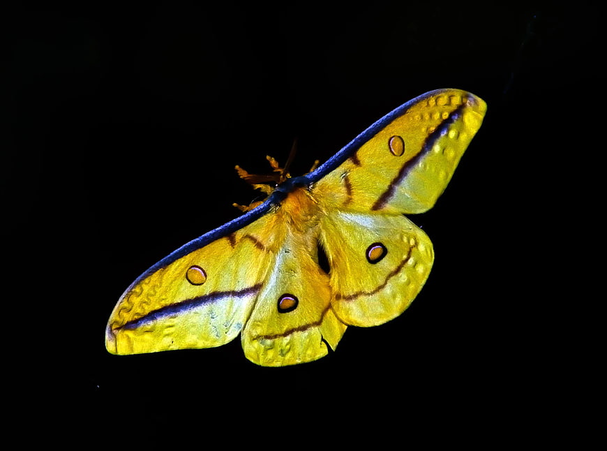 Yellow Emperor Moth on Black Background