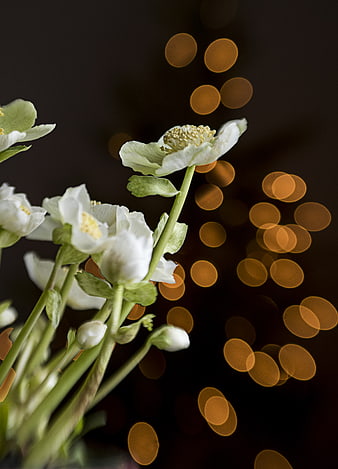 White Hellebore Flowers with Golden Bokeh Background