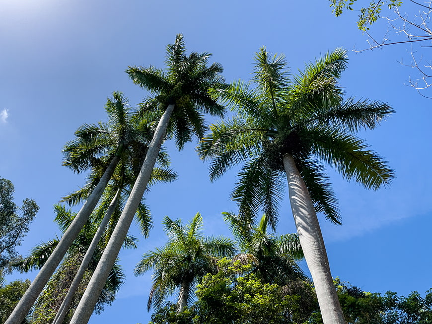 Low angle view of tall palm trees against blue sky