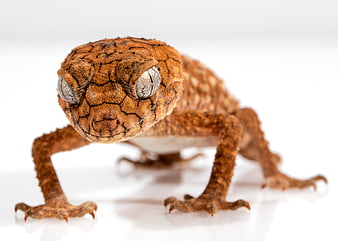 Close-up of a Knob-tailed Gecko on White Background